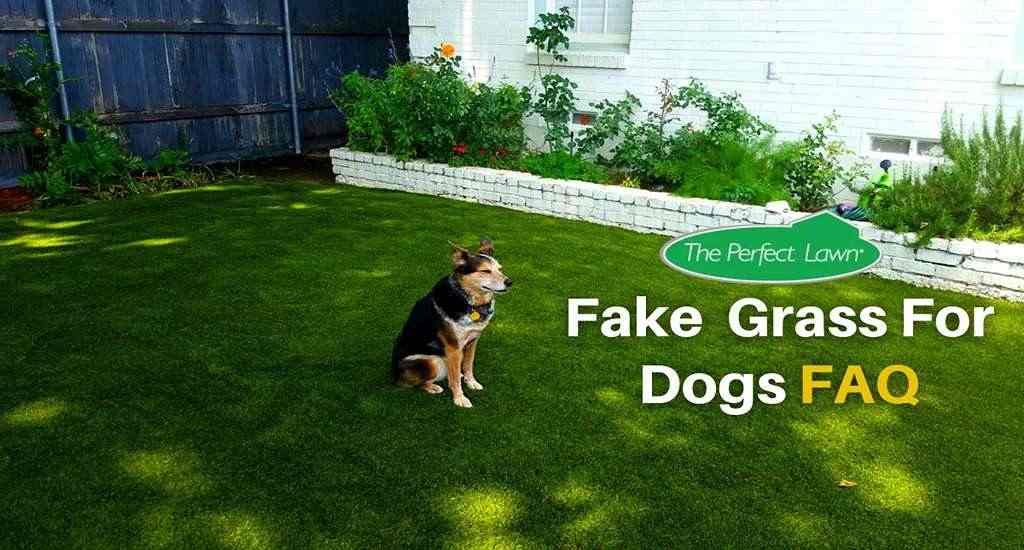 Fake Grass for Dogs FAQ