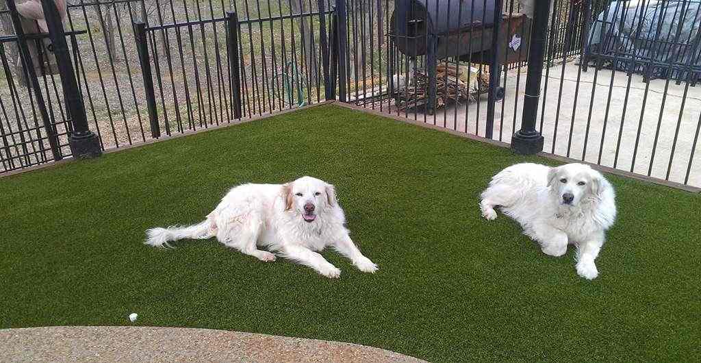 Artificial turf for Dogs or Artificial Pet turf